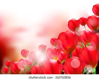  Tulip flower background