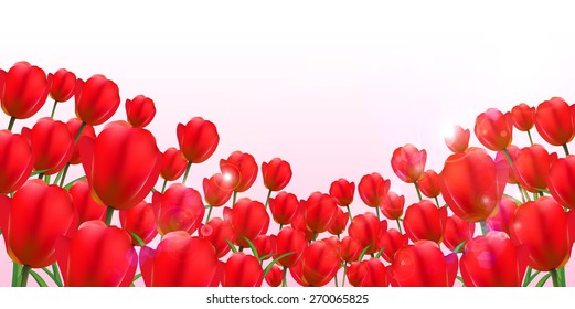 Tulip flower background