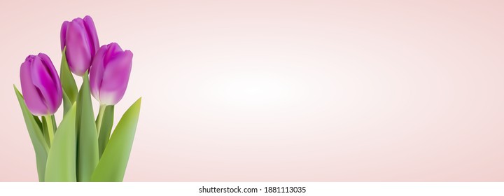 Tulip Flower Background Design. Template  for advertising, web, social media and fashion ads.  Horizontal poster, flyer, greeting card, header for website  Vector Illustration