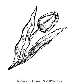 The tulip flower. A black and white vector graphic illustration made by hand. A design element. Isolated on a white background. For packages, labels and flyers, posters and banners.