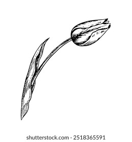 The tulip flower. A black and white vector graphic illustration made by hand. A design element. Isolated on a white background. For packages, labels and flyers, posters and banners.