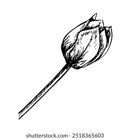 The tulip flower. A black and white vector graphic illustration made by hand. A design element. Isolated on a white background. For packages, labels and flyers, posters and banners.
