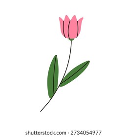Tulpenblüte. Einzelfrühlingsstamm, Blütenpflanzen, Blüten und Blätter, zarte, sanfte Blütenblätter. Garten Natur Dekoration. Botanische flache Vektorgrafik einzeln auf weißem Hintergrund