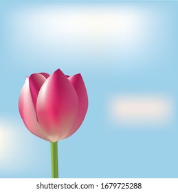 Tulip flower with blue sky cloud. Nature flower in day time