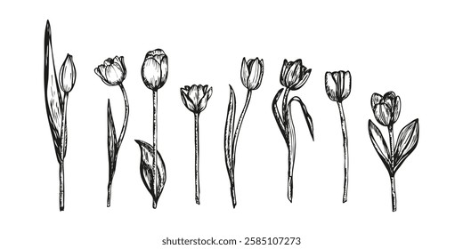 Tulip flower botanical sketch outline illustration. Tulip flowers spring doodle drawing in engraving style. Hand drawn vector line art clipart