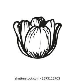 Tulip flower botanical sketch outline illustration. Tulip flowers spring doodle drawing in engraving style. Hand drawn vector line art clipart