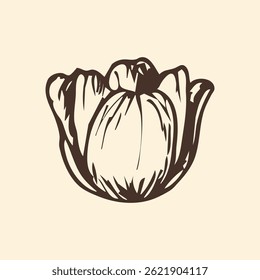 Tulipa flor botanical esboço ilustração. Tulipa flores primavera doodle desenho em estilo de gravação. Clipart de arte de linha vetorial desenhada à mão