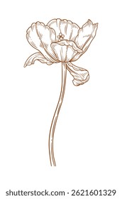 Tulip flower, brown contour. Beautiful spring decor, sketched element for design. Vector illustration