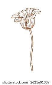 Tulip flower, brown contour. Beautiful spring decor, sketched element for design. Vector illustration