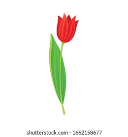 Tulip Flower Bud on Green Erect Stem Isolated on White Background Vector Illustration