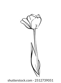 Tulip flower bud on stem with one leafe, Realistic sketch with black lines on white background, Vector hand drawn illustration