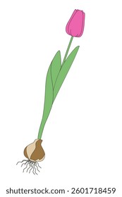 tulip flower with bulb on white background