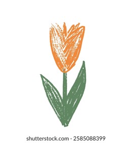 Tulip flower childish crayon drawn. Spring orange crocus doodle isolated on white background. Summer floral kids element. Chalk or pastel style scrawl nature shape. Vector naive illustration by pencil