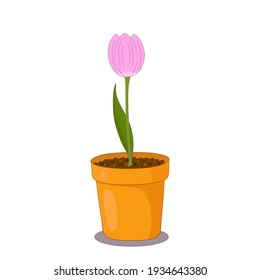 Tulip flower in a clay pot on white background. Spring plant illustration