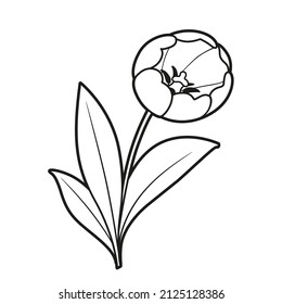Tulip flower coloring book linear drawing isolated on white background