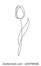 Tulip flower in continuous line art drawing style. Minimalist black linear sketch isolated on white background. Vector illustration