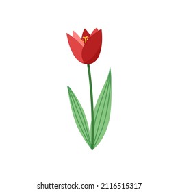 Flor de tulipán linda ilustración vectorial dibujada al estilo plano y aislada al fondo blanco
