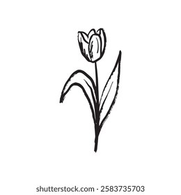 Tulip flower design with leaves as tattoo, logo design. Print in brush stroke texture. Hand drawn vector sketch illustration in vintage charcoal ink style. Floral shop, invitation, wedding, 8 march