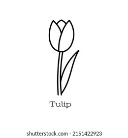Tulip flower. Doodle vector hand drawn line sketch. Floral illustration for coloring book