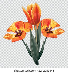 Tulip flower drawing vector illustrations. Botanical floral hand drawn element.