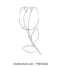 tulip flower flora natural bloom delicate