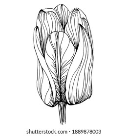 Tulip flower. Floral botanical flower. Isolated illustration element. Vector hand drawing wildflower for background, texture, wrapper pattern, frame or border.