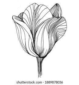 Tulip flower. Floral botanical flower. Isolated illustration element. Vector hand drawing wildflower for background, texture, wrapper pattern, frame or border.