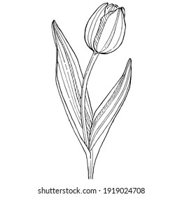 Tulip flower. Floral botanical flower. Isolated illustration element. Vector hand drawing wildflower for background, texture, wrapper pattern, frame or border.