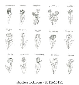 conjunto gráfico de líneas de ilustraciones del vector de resorte floral de tulipán