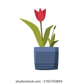 Tulip Flower in Flowerpot Flat Style Vector Illustration on White Background