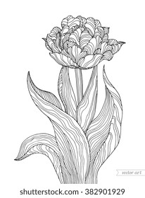 Tulip flower, forest plant line pattern. Vector artwork. Coloring book page for adult. Love bohemia concept for wedding invitation card, ticket, branding, boutique logo, label. Gift for girl and women
