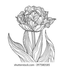 Tulip flower, forest plant line pattern. Vector artwork. Coloring book page for adult. Love bohemia concept for wedding invitation card, ticket, branding, boutique logo, label. Gift for girl and women
