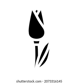 tulip flower glyph icon vector. tulip flower sign. isolated contour symbol black illustration