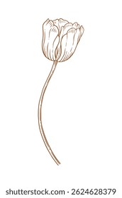 Tulip flower, graceful thin line, brown color. Beautiful spring decor. Drawing element for Easter, Mother Day, Canadian Tulip Festival. Vector illustration