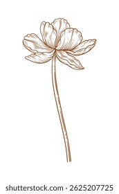 Tulip flower, graceful thin line, brown color. Beautiful spring decor. Drawing element for Easter, Mother Day, Canadian Tulip Festival. Vector illustration