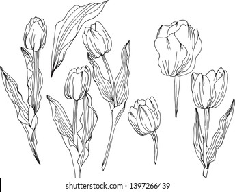 Tulip flower graphic black and white sketch illustration for your graphic needs. - Vector