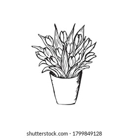 Tulip flower graphic black white isolated bouquet sketch illustration