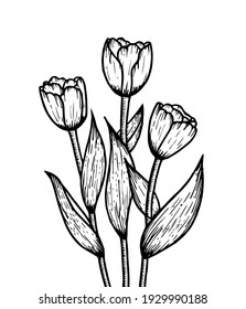 Tulip flower graphic black and white isolated bouquet sketch illustration vector, hand drawing