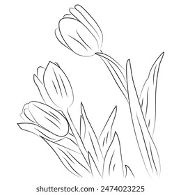 Tulip flower graphic black white isolated sketch illustration vector, Tulip flowers with leaves vector line art. Abstract floral hand drawing outline tulips isolated on white background.