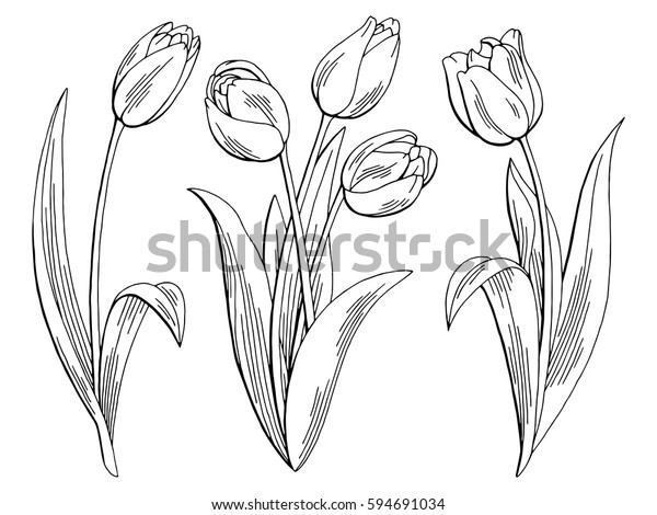チューリップ花のグラフィックス 黒い白のスケッチイラストベクター画像 のベクター画像素材 ロイヤリティフリー