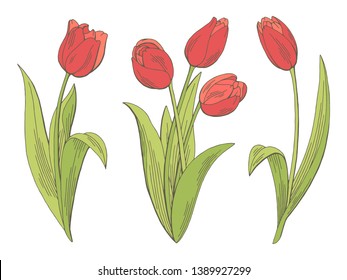 Tulip flower graphic color isolated sketch illustration vector