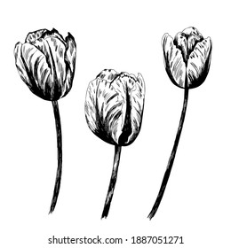 Tulip flower graphic. Set of line drawing tulips, Bouquet Doodle. For posters, textiles, etc. Vector Illustration. Realistic , for cards, posters, postcard design, logo, for printed matter.