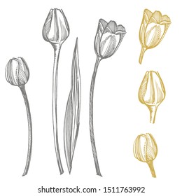 Tulip flower graphic sketch illustration. Botanical plant illustration. Vintage medicinal herbs sketch set of ink hand drawn medical herbs and plants sketch