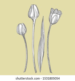 Tulip flower graphic sketch illustration. Botanical plant illustration. Vintage medicinal herbs sketch set of ink hand drawn medical herbs and plants sketch
