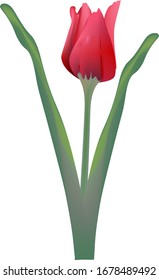 Tulip.Red flower with green leaves.Isolated on a white background.Vector.