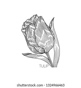 Tulip Flower, Hand Drawn Illustration, Isolated Vector