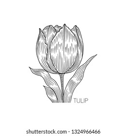 Tulip Flower, Hand Drawn Illustration, Isolated Vector