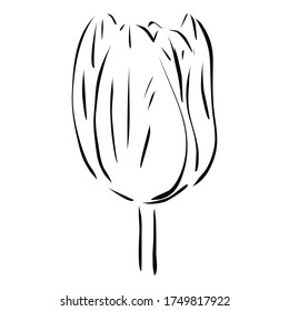 Flor de tulipán. Ilustración vectorial dibujada a mano en estilo de arte de línea, aislada en un fondo blanco.