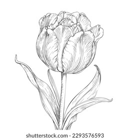 Tulip flower. Hand drawn vector illustration isolated on white background.