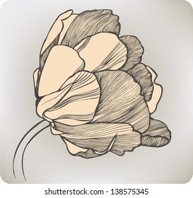 Tulip flower, hand-drawing. Vector illustration.